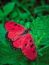 this is a butterfly with a bright red color and beautiful perched on the leaves& x27;& x27;