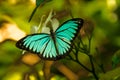 Butterfly with bright turquoise and black colors Royalty Free Stock Photo