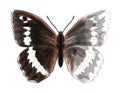 Butterfly Brintesia Circe. Royalty Free Stock Photo