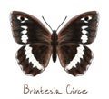 Butterfly Brintesia Circe.