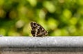 The butterfly Brintesia circe close-up Royalty Free Stock Photo