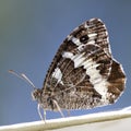 A butterfly, Brintesia circe sits on the edge of a parasol Royalty Free Stock Photo