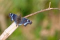 Butterfly with broken wings Royalty Free Stock Photo