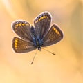 Butterfly brown argus on orange background