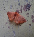 Butterfly brown color insect seatting