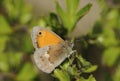 Butterfly Brown heath