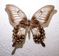 A butterfly with brown and white wings is sitting on a white wall Royalty Free Stock Photo