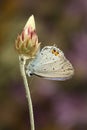 Butterfly on a bud Short-tailed blue, Cupido argiades