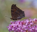 Butterfly and buddleia