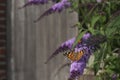 Butterfly on buddleja shurb Royalty Free Stock Photo