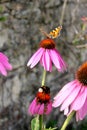Butterfly and bumblebee on a flower