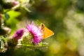 Butterfly on a burdock flower Royalty Free Stock Photo