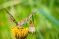 Butterfly Burdock On A Yellow Dandelion Flower