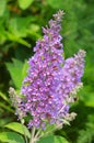 Butterfly bush