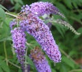Butterfly Bush, Buddleja or Buddleia, historically given as Buddlea) Royalty Free Stock Photo