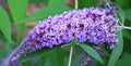 Butterfly Bush, Buddleja or Buddleia, historically given as Buddlea) Royalty Free Stock Photo