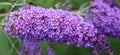 Butterfly Bush, Buddleja or Buddleia, historically given as Buddlea) Royalty Free Stock Photo