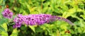 Butterfly Bush, Buddleja or Buddleia, historically given as Buddlea) Royalty Free Stock Photo