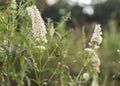 Butterfly Bush (Buddleja davidii) White Profusion Royalty Free Stock Photo