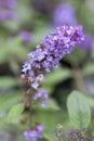 Butterfly Bush - Lo & Behold - Blue Chip Jr.