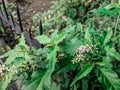 butterfly bush plants on fence Royalty Free Stock Photo