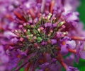 Butterfly Bush Purple Haze Buddleia