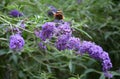 Butterfly Bush Violet Buddleia Davidii is a fast growing, open, usually gangly shrub growing 6 to 8 feet tall. Butterfly Bush Viol Royalty Free Stock Photo