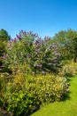 Butterfly bush, Violet butterfly bush, Summer lilac, Butterfly-bush, Orange eye (Buddleja davidii, Buddleia davidii), blooming in