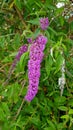 Butterfly bushes (Buddleia davidii) Buddleia