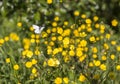 Butterfly on Buttercup Flower Royalty Free Stock Photo
