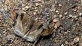 Beautiful Butterfly, Chestnut Angle, Odontoptilum angulatum