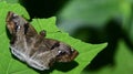 Beautiful Butterfly, Chestnut Angle, Odontoptilum angulatum