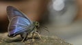 Beautiful Butterfly, White-banded Awl, Hasora taminatus Royalty Free Stock Photo