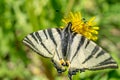 Butterfly butterflies feed on yellow flower Protographium marcellus Royalty Free Stock Photo