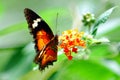 Butterfly Royalty Free Stock Photo