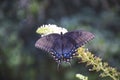 Butterfly Royalty Free Stock Photo