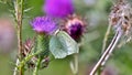 Butterfly Cabbage white on thistle flower Royalty Free Stock Photo