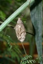 Butterfly Cacoon Royalty Free Stock Photo