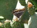 Butterfly & Cactus