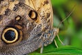 Butterfly Caligo idomeneus