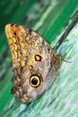 Butterfly Caligo idomeneus