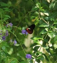 Butterfly of Callaway Gardens