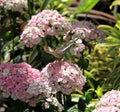 Butterfly of Callaway Gardens Royalty Free Stock Photo