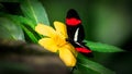 A butterfly called the Red Postman sitting on the yellow flower. Royalty Free Stock Photo