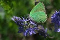 Butterfly, Callophrys rubi- close up