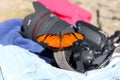 Butterfly in the Camera Royalty Free Stock Photo