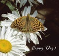 Butterfly and camomile-engl