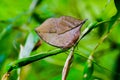 Butterfly Camouflage - The orange oakleaf or dead leaf butterfly Royalty Free Stock Photo