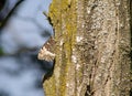 Butterfly camouflage on wood