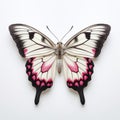 Marbled White Butterfly On White Background With Pink And Black Stripes